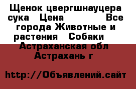 Щенок цвергшнауцера сука › Цена ­ 25 000 - Все города Животные и растения » Собаки   . Астраханская обл.,Астрахань г.